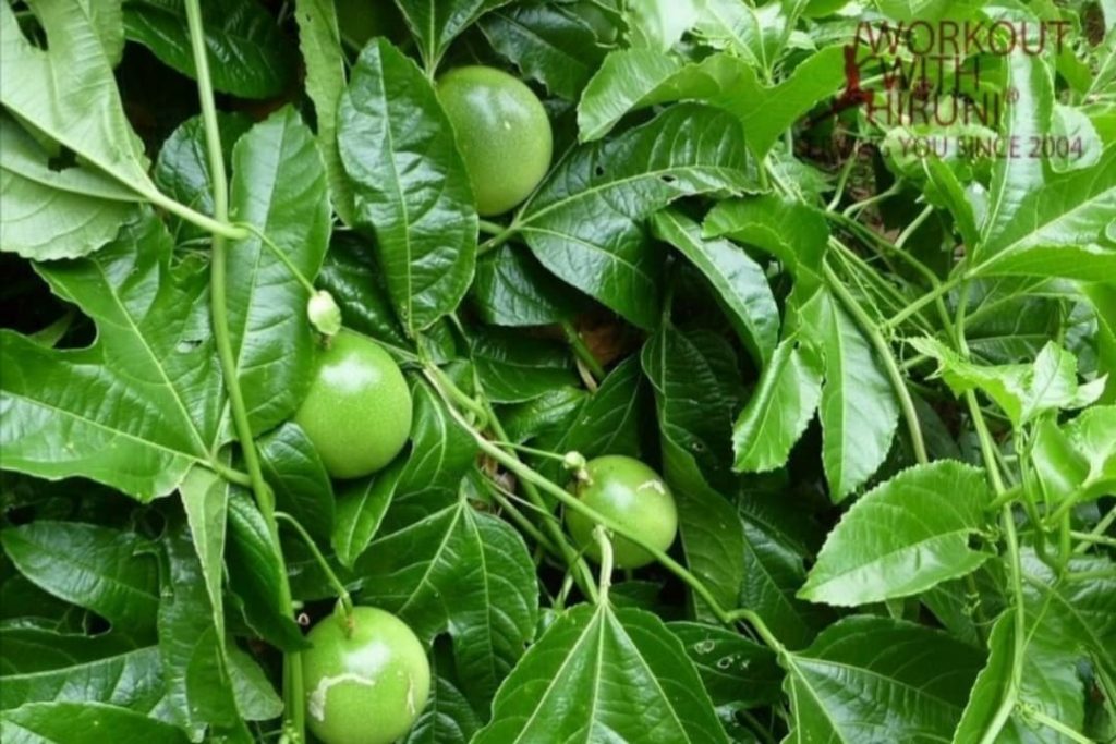 කොලෙස්ටරෝල් ඇතුලු රෝග රැසක් සුව කරන පැෂන් කොල ගැන ඔබ නොඇසු කතාව මෙන්න