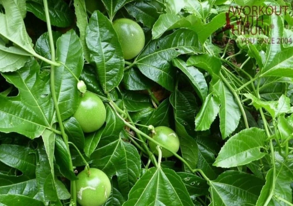 කොලෙස්ටරෝල් ඇතුලු රෝග රැසක් සුව කරන පැෂන් කොල ගැන ඔබ නොඇසු කතාව මෙන්න