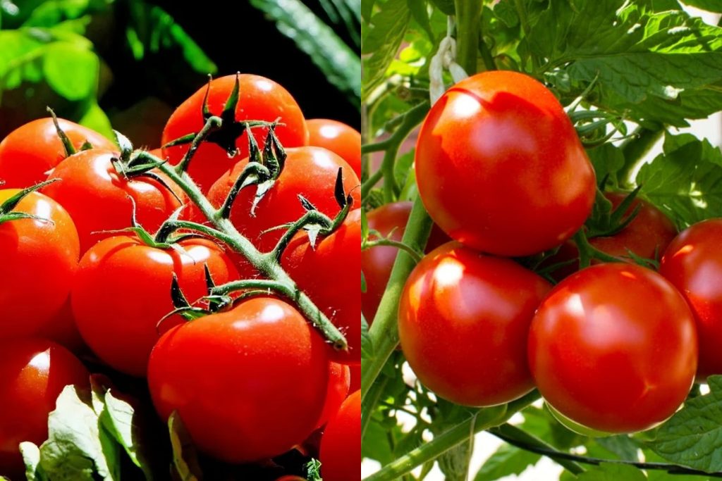 48/= තක්කාලි 850ක් වුනේ කොහොමද ? මේ ඒ ගැන ඇසෙන දුක්බර පුවත…