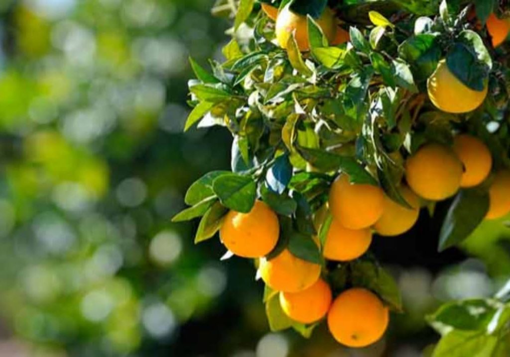 කවදාවත් හිතුවේ නෑ නේද ? දොඩම් ලෙල්ලෙන් පවා හාස්කමක්… මේ තරම් විශ්මිත ගුණයක් ඇති කියලා…